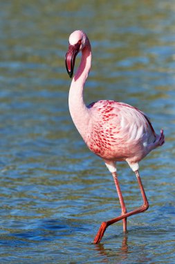 küçük flamingo