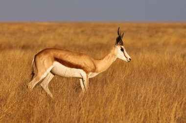 erkek springbok