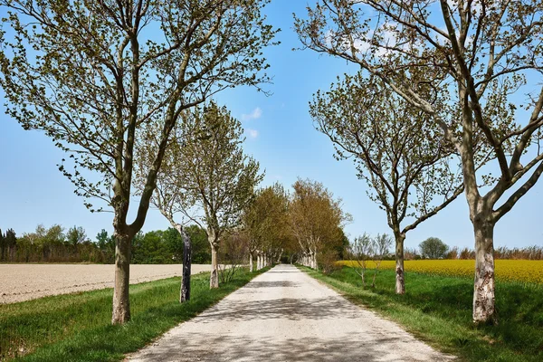 Country road in spring — Stock Photo, Image