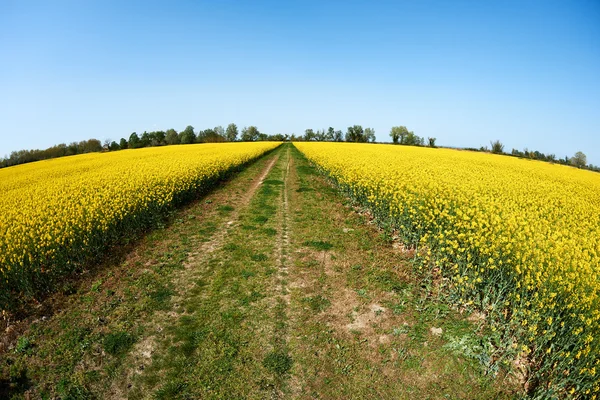 Landstraße und Rapsfelder — Stockfoto