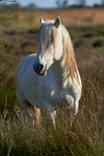 Cavalo branco de Camargue — Fotografia de Stock