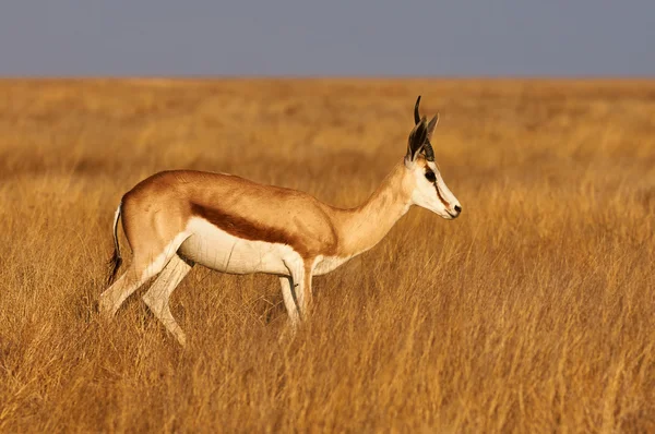 Mężczyzna springbok — Zdjęcie stockowe