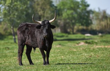 Camargue boğa