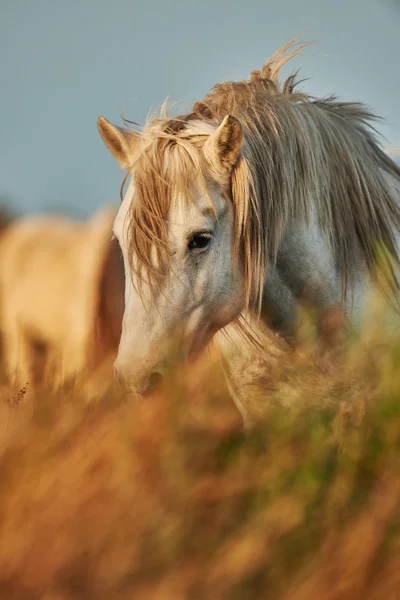 Retrato de um cavalo — Fotografia de Stock