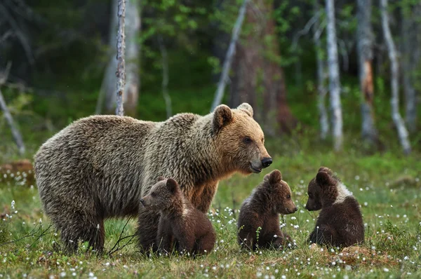 Anne ayı ve yavrularını Stok Resim