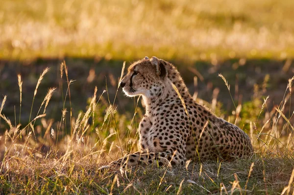 Vrouwelijke cheetah liggen in het gras — Stockfoto