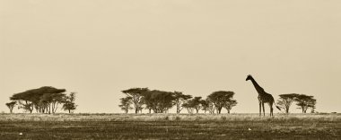 Zürafa, Afrika yatay