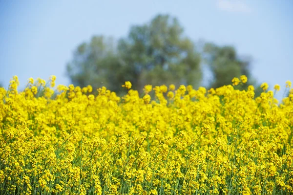 Campo de flores amarelas intencionalmente borradas — Fotografia de Stock