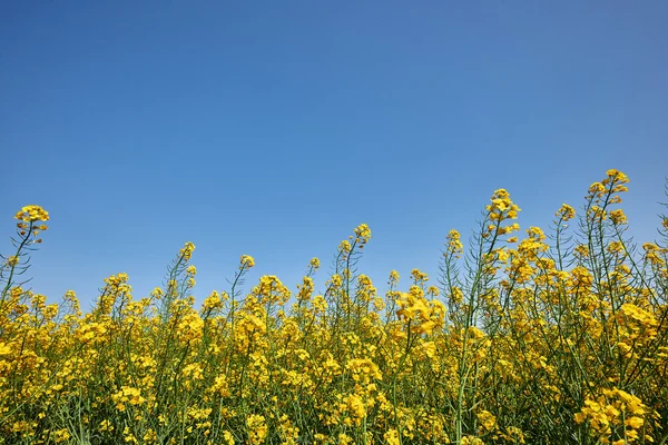 Fält med gula blommor — Stockfoto