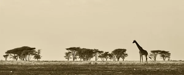 Afrikaanse landschap met giraf — Stockfoto