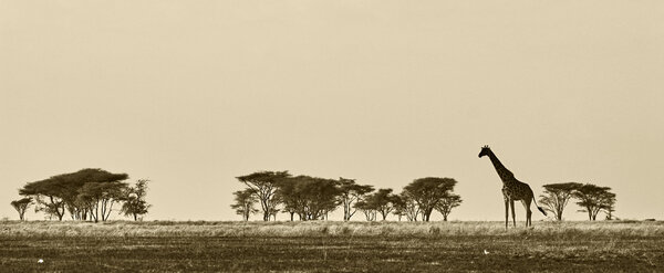 African landscape with giraffe