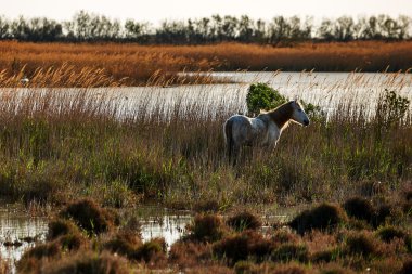 Camargue manzara beyaz bir at ile