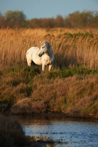 Cavallo bianco della Camargue — Foto Stock