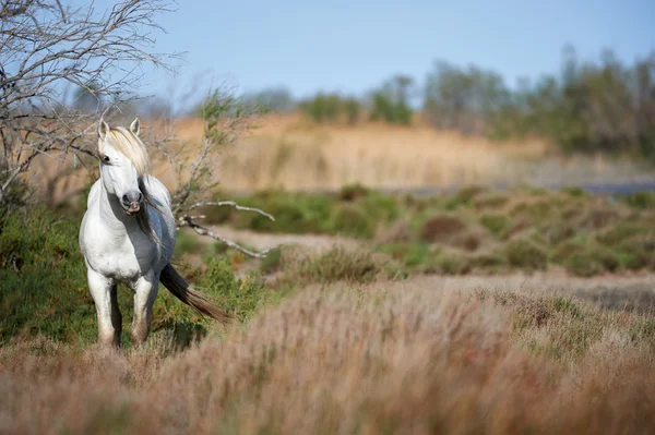 Белая лошадь Камарга — стоковое фото