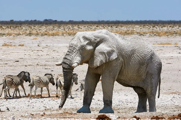 Éléphant et zèbres — Photo