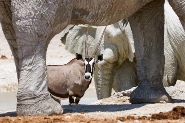 Afrika antilopu ve fil — Stok fotoğraf