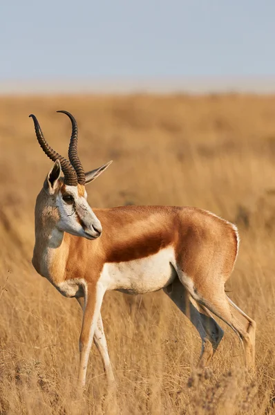 Mężczyzna springbok — Zdjęcie stockowe