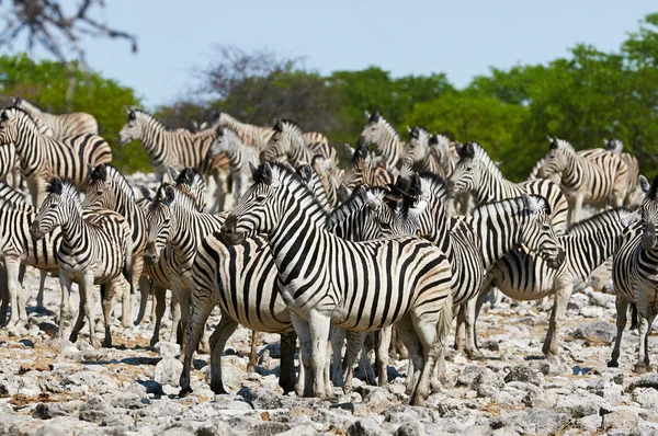 Beslag van Zebra 's — Stockfoto