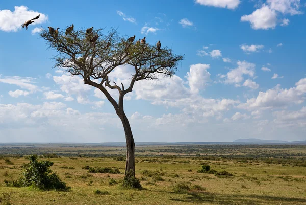 Paisaje africano — Foto de Stock