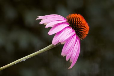 Echinacea flower clipart