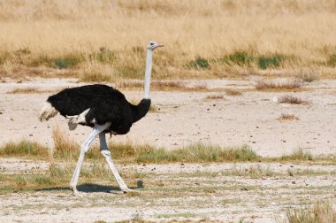Male ostrich walking in the bush clipart