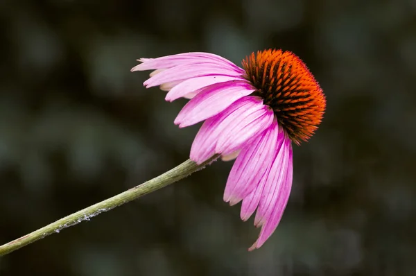 Echinacea virág — Stock Fotó