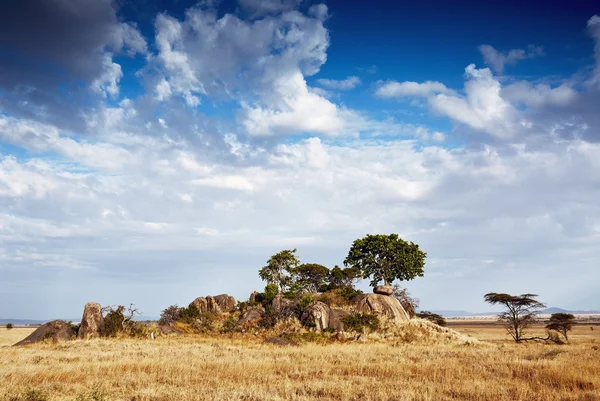 Gol kopye serengeti — Stok fotoğraf