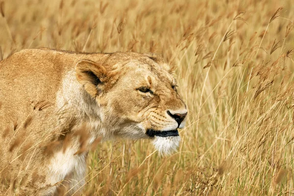 Löwin im Porträt — Stockfoto