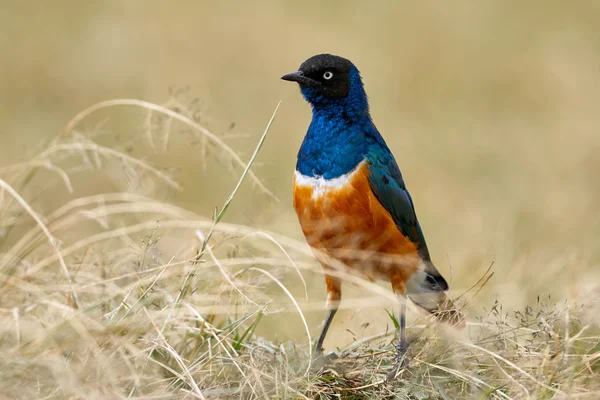Süper starling, Afrika ve renkli kuş