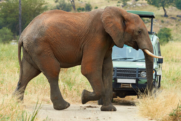 Elephant and car
