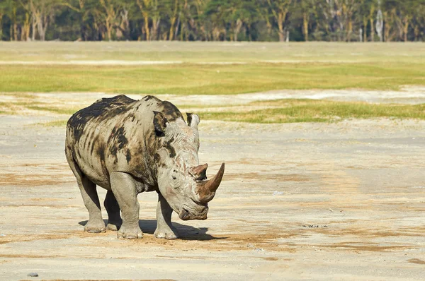 Beyaz rhino — Stok fotoğraf