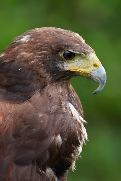 Harris's hawk — Stock Photo, Image