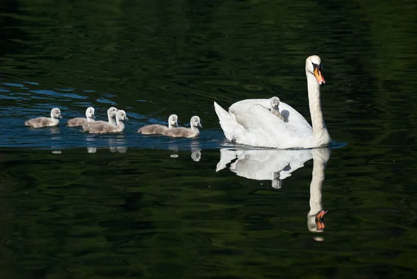 Cisne y polluelos — Foto de Stock