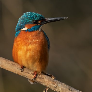 Kingfisher