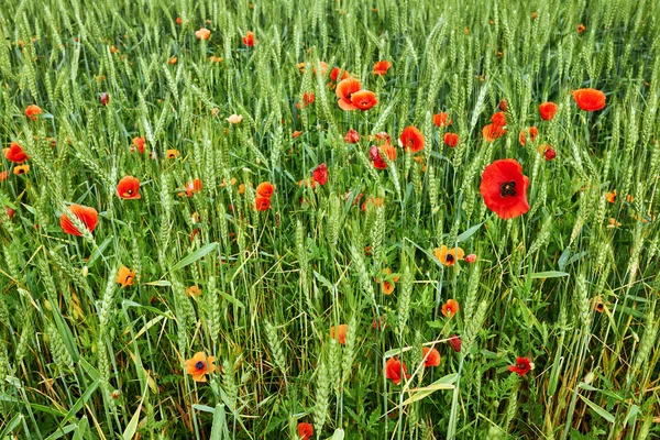 Field of poppies and wheat — Stock Photo, Image
