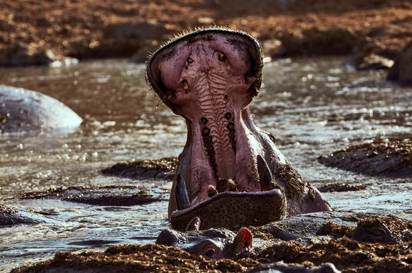 Hipopótamo con boca abierta — Foto de Stock