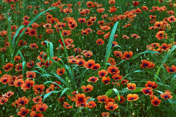 Field of Poppies — Stock Photo, Image