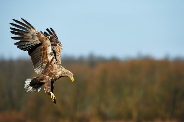 Ak kuyruklu kartal
