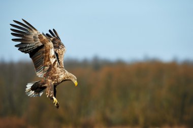 White-tailed eagle clipart
