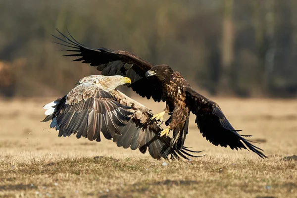 Águilas de cola blanca luchando —  Fotos de Stock