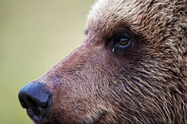 Brown bear profile  portrait — стокове фото