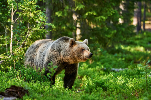 Brown Bear standing in the Scandinavian green forest