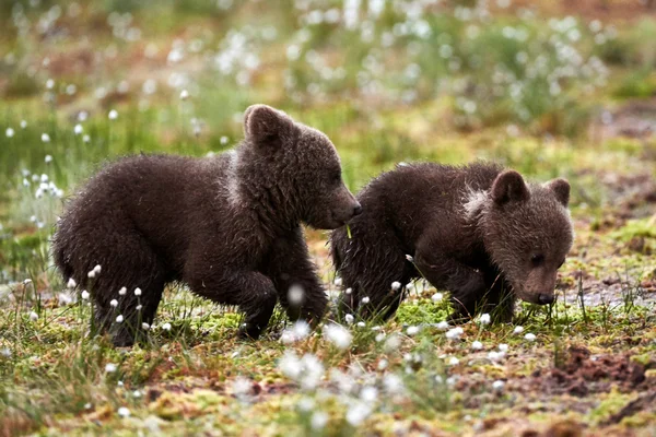 Filhotes de urso marrom — Fotografia de Stock