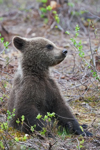 Bear cub siedzący Zdjęcie Stockowe