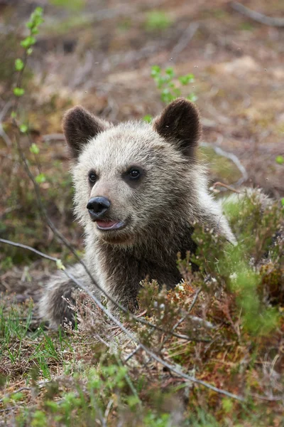 Niedlicher kleiner Braunbär Stockbild