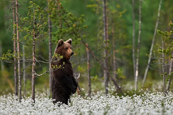 Urso marrom de pé — Fotografia de Stock