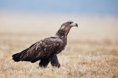 Ak kuyruklu deniz kartal yere