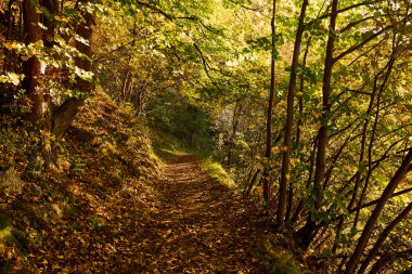 Sonbaharda orman yolu