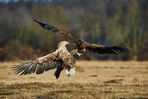 Lucha entre águilas — Foto de Stock