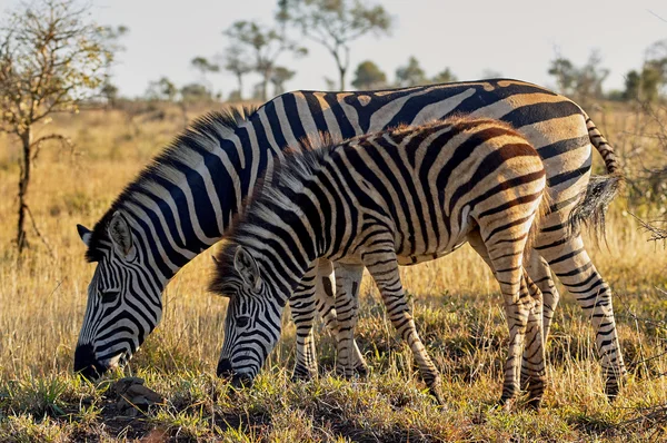Zebra mor och cub — Stockfoto